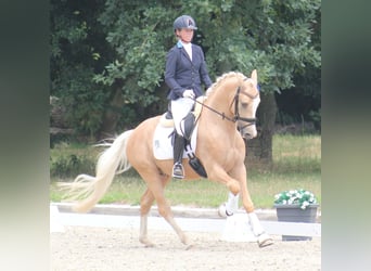 German Riding Pony, Gelding, 10 years, 14.2 hh, Palomino