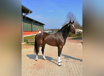 German Riding Pony, Gelding, 10 years, 14.3 hh, Brown