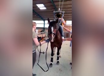 German Riding Pony, Gelding, 10 years, 14.3 hh, Brown