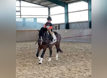 German Riding Pony, Gelding, 10 years, 14.3 hh, Brown