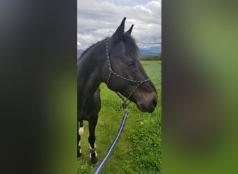 German Riding Pony, Gelding, 10 years, 14 hh, Black
