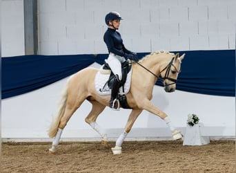 German Riding Pony, Gelding, 10 years, 14 hh, Palomino