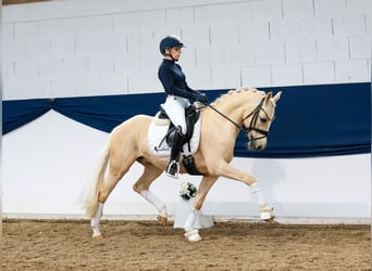 German Riding Pony, Gelding, 10 years, 14 hh, Palomino