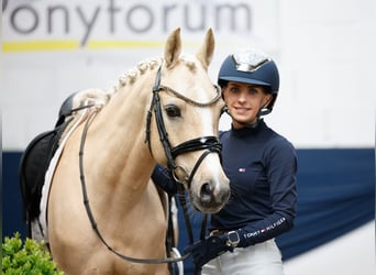 German Riding Pony, Gelding, 10 years, 14 hh, Palomino