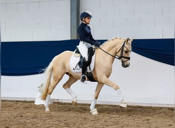 German Riding Pony, Gelding, 10 years, 14 hh, Palomino