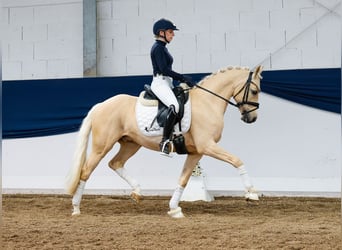 German Riding Pony, Gelding, 10 years, 14 hh, Palomino