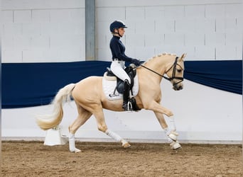 German Riding Pony, Gelding, 10 years, 14 hh, Palomino