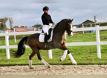 German Riding Pony, Gelding, 10 years, 14,1 hh, Brown