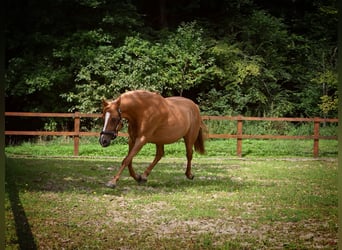 German Riding Pony, Gelding, 10 years, 14,1 hh, Chestnut-Red