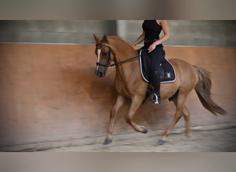 German Riding Pony, Gelding, 10 years, 14,1 hh, Chestnut-Red