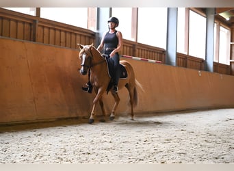 German Riding Pony, Gelding, 10 years, 14,1 hh, Chestnut-Red