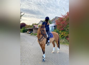 German Riding Pony, Gelding, 10 years, 14,1 hh, Dun