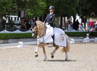 German Riding Pony, Gelding, 10 years, 14,1 hh, Palomino