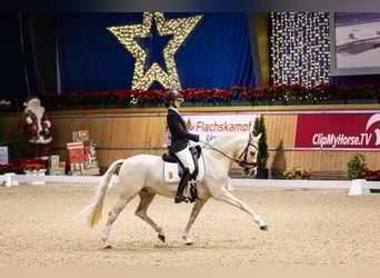 German Riding Pony, Gelding, 10 years, 14,1 hh, Palomino