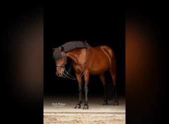 German Riding Pony Mix, Gelding, 10 years, 14,2 hh, Brown