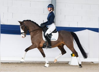 German Riding Pony, Gelding, 10 years, 14,2 hh, Brown