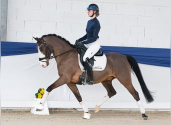 German Riding Pony, Gelding, 10 years, 14,2 hh, Brown