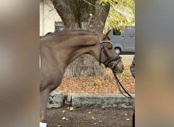 German Riding Pony, Gelding, 10 years, 14,2 hh, Chestnut