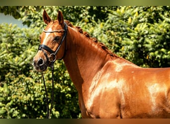 German Riding Pony, Gelding, 10 years, 14,2 hh, Chestnut-Red
