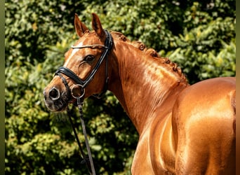 German Riding Pony, Gelding, 10 years, 14,2 hh, Chestnut-Red