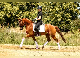 German Riding Pony, Gelding, 10 years, 14,2 hh, Chestnut-Red