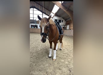 German Riding Pony, Gelding, 10 years, 14,2 hh, Chestnut-Red