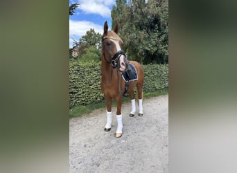 German Riding Pony, Gelding, 10 years, 14,2 hh, Chestnut-Red