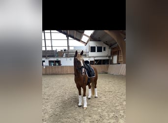 German Riding Pony, Gelding, 10 years, 14,2 hh, Chestnut-Red