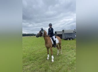 German Riding Pony, Gelding, 10 years, 14,2 hh, Dun