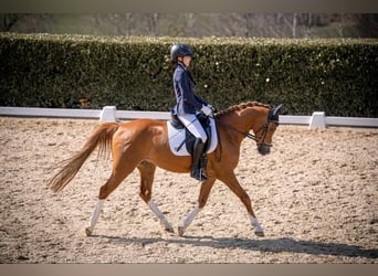 German Riding Pony, Gelding, 10 years, 14,2 hh, Dun