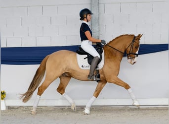German Riding Pony, Gelding, 10 years, 14,2 hh, Palomino German Riding Pony, Gelding, 10 years, 14,2 hh, Palomino