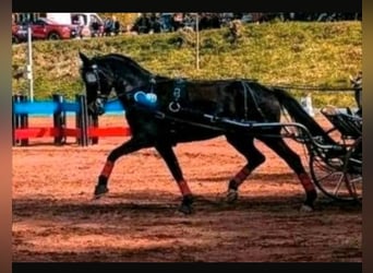 German Riding Pony, Gelding, 10 years, 15.1 hh, Brown Falb mold