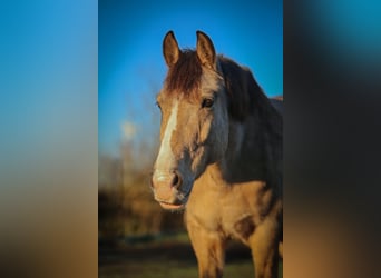 German Riding Pony, Gelding, 10 years, 15.1 hh, Buckskin