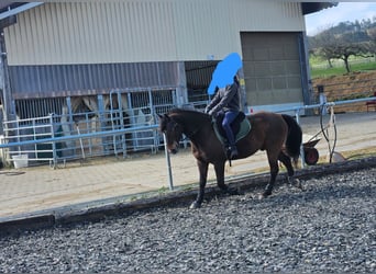 German Riding Pony Mix, Gelding, 10 years, 15 hh, Brown