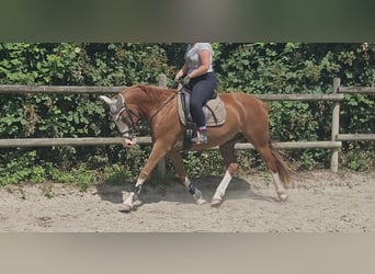 German Riding Pony, Gelding, 10 years, 15 hh, Chestnut-Red