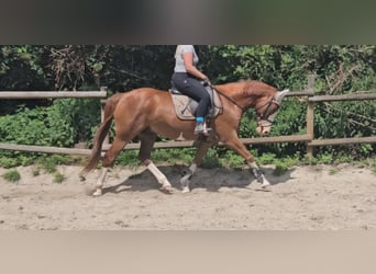German Riding Pony, Gelding, 10 years, 15 hh, Chestnut-Red