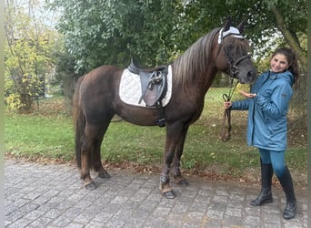 German Riding Pony Mix, Gelding, 10 years, Chestnut