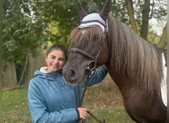 German Riding Pony Mix, Gelding, 10 years, Chestnut
