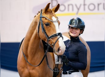 German Riding Pony, Gelding, 10 years, Chestnut-Red