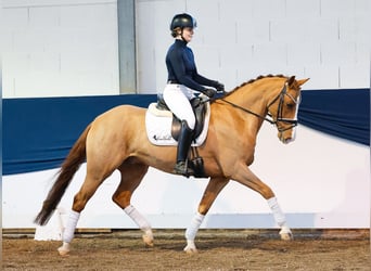 German Riding Pony, Gelding, 10 years, Chestnut-Red