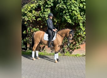 German Riding Pony, Gelding, 10 years