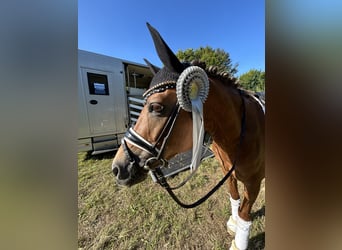 German Riding Pony, Gelding, 10 years