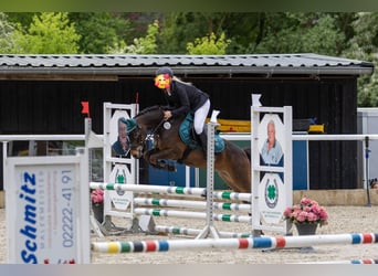 German Riding Pony, Gelding, 11 years, 13.1 hh, Bay-Dark