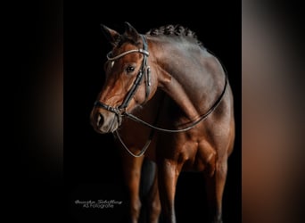 German Riding Pony, Gelding, 11 years, 13,2 hh, Bay-Dark