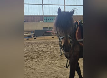 German Riding Pony, Gelding, 11 years, 13.3 hh, Bay-Dark
