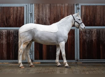 German Riding Pony, Gelding, 11 years, 13,1 hh