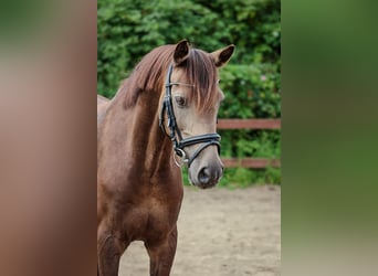 German Riding Pony, Gelding, 11 years, 13,3 hh, Buckskin