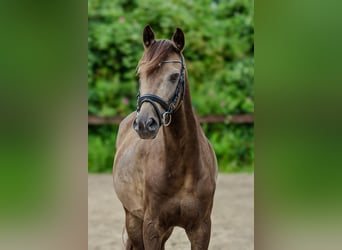 German Riding Pony, Gelding, 11 years, 13,3 hh, Buckskin