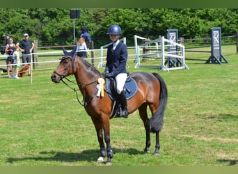 German Riding Pony, Gelding, 11 years, 14,1 hh, Bay-Dark