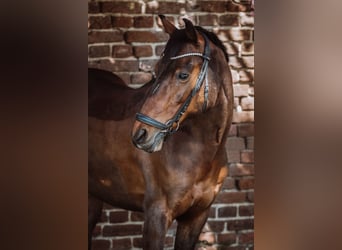 German Riding Pony, Gelding, 11 years, 14,1 hh, Bay-Dark